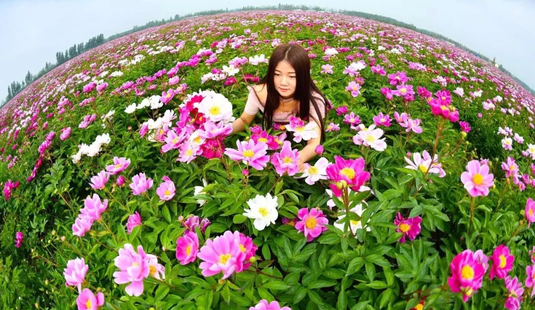 新疆昭苏县千亩芍药盛开,3a景区有哪些村