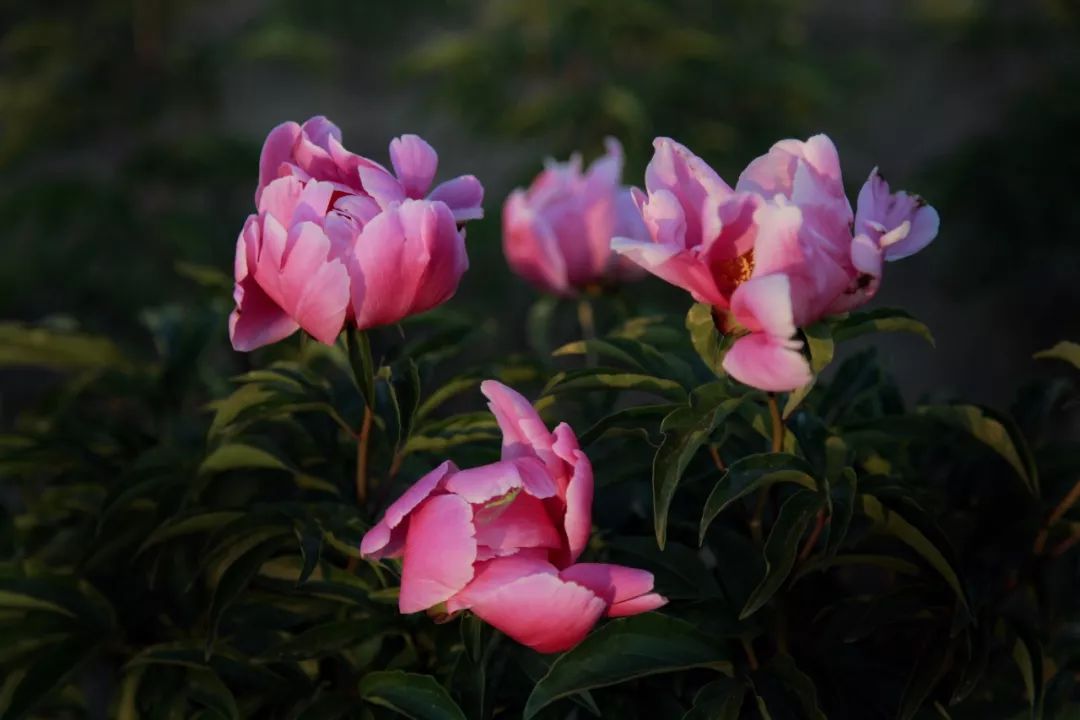 新疆昭苏县千亩芍药盛开,3a景区有哪些村