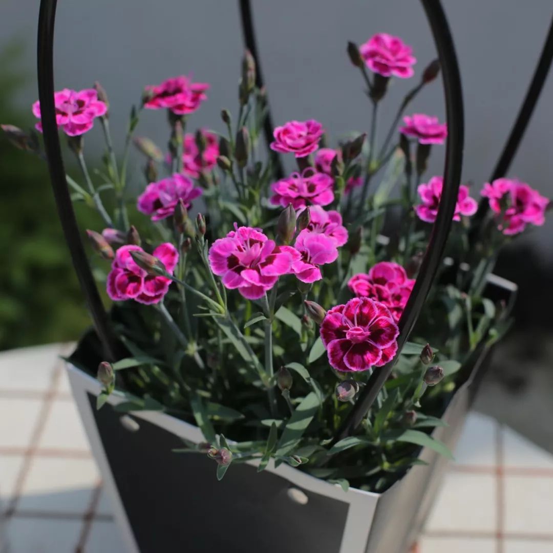 搴蜂箖棣╨ove,搴蜂箖棣╨ove缁勫悎