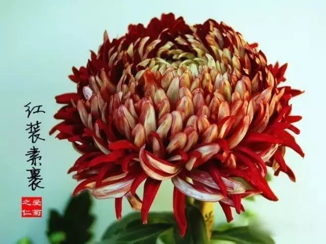 世界最美菊花图整整80种太珍贵了,世界上最美的菊花叫什么名字