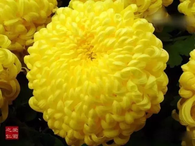 世界最美菊花图整整80种太珍贵了,世界上最美的菊花叫什么名字