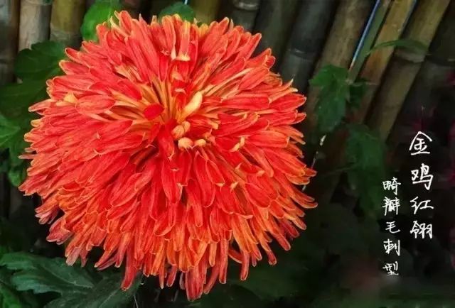 世界最美菊花图整整80种太珍贵了,世界上最美的菊花叫什么名字