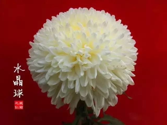 世界最美菊花图整整80种太珍贵了,世界上最美的菊花叫什么名字