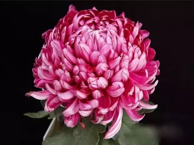 世界最美菊花图整整80种太珍贵了,世界上最美的菊花叫什么名字