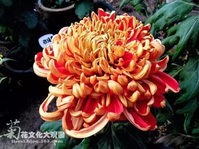 世界最美菊花图整整80种太珍贵了,世界上最美的菊花叫什么名字