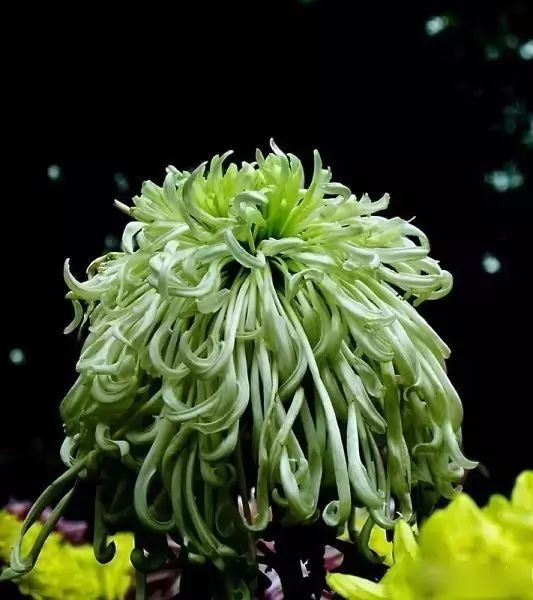 世界最美菊花图整整80种太珍贵了,世界上最美的菊花叫什么名字