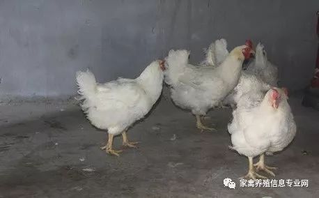 家禽流感特效药,家禽新城疫用什么药