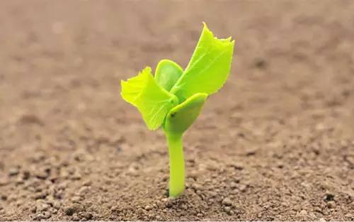 关于土壤的知识点简单总结,土壤基础知识讲解