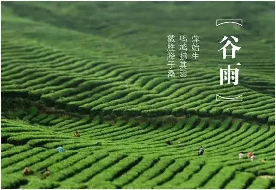 今日谷雨百谷生长万物更新,今日谷雨雨生百谷万物逢时皆美好