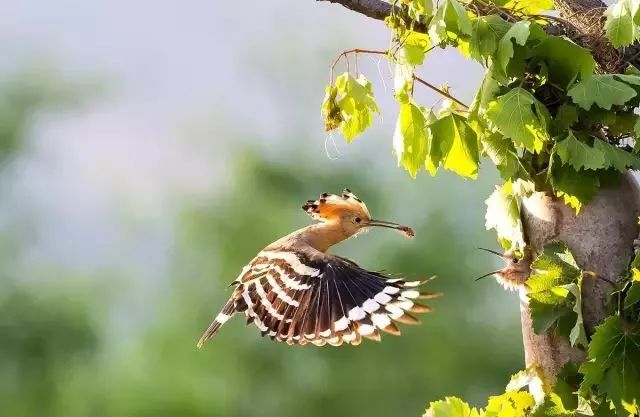 今日谷雨百谷生长万物更新,今日谷雨雨生百谷万物逢时皆美好