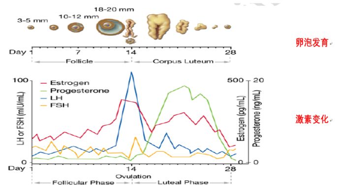 用排卵试纸测了两天都很深,用排卵试纸测排卵阳性一般有几天