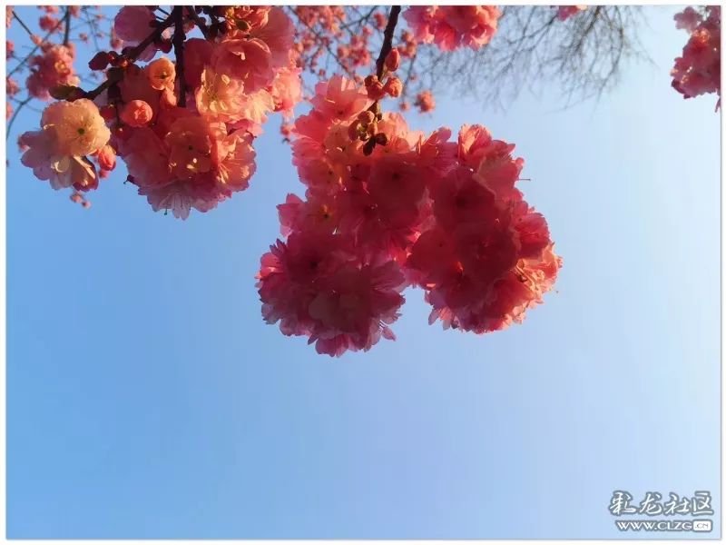 云南昆明花之都鲜花,昆明鲜花之都