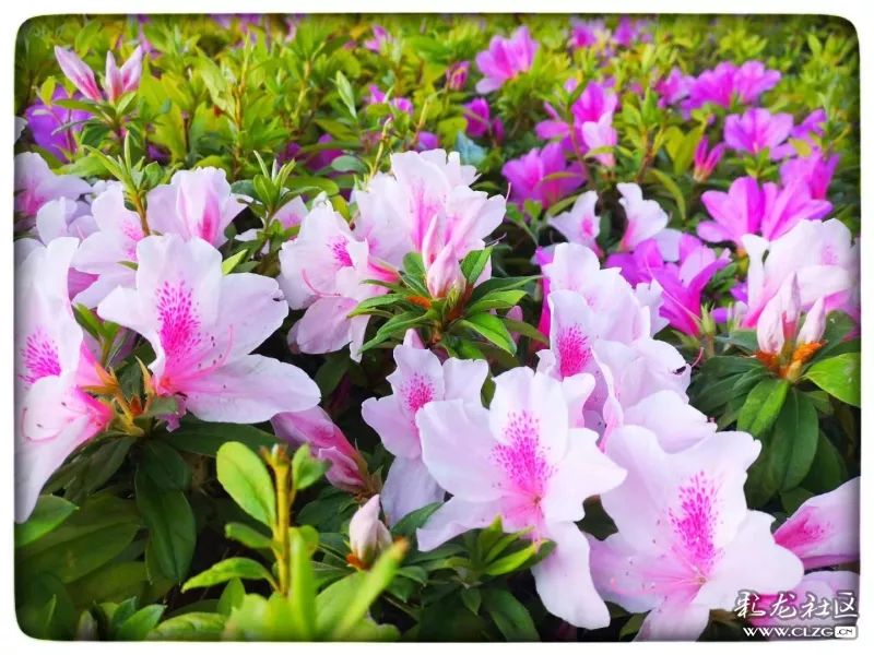 云南昆明花之都鲜花,昆明鲜花之都