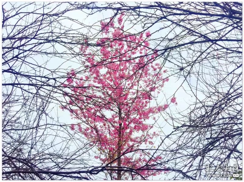 云南昆明花之都鲜花,昆明鲜花之都