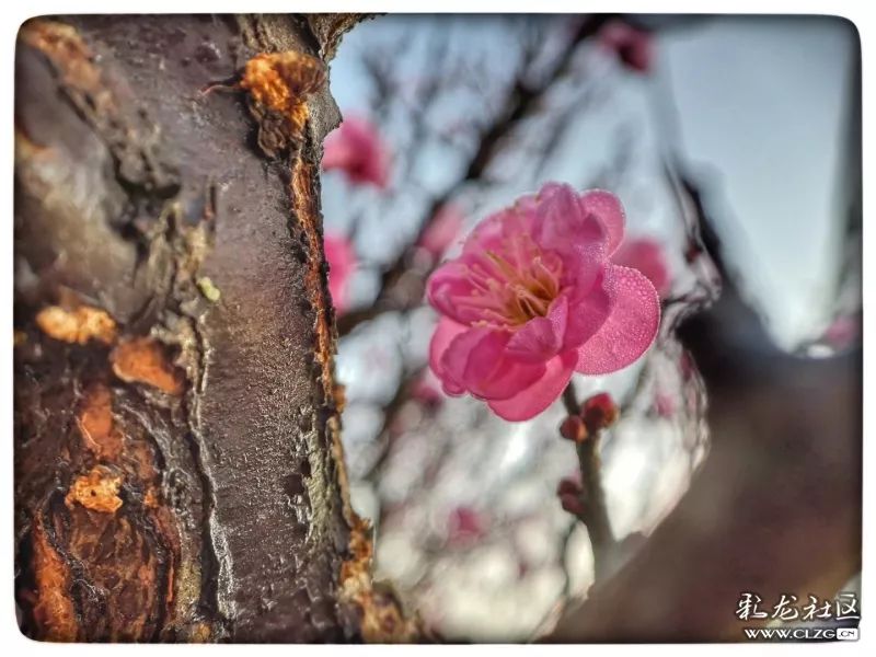 云南昆明花之都鲜花,昆明鲜花之都