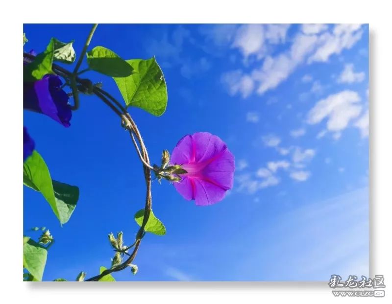 云南昆明花之都鲜花,昆明鲜花之都