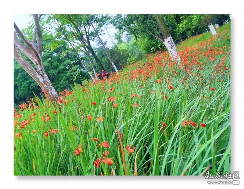 云南昆明花之都鲜花,昆明鲜花之都