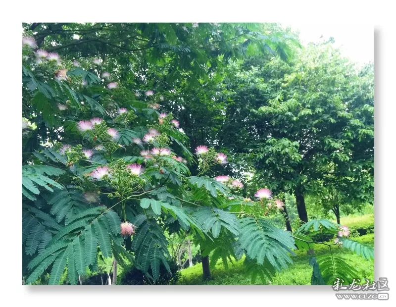 云南昆明花之都鲜花,昆明鲜花之都
