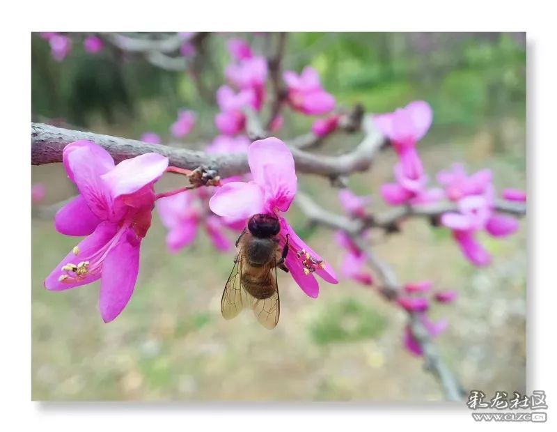 云南昆明花之都鲜花,昆明鲜花之都