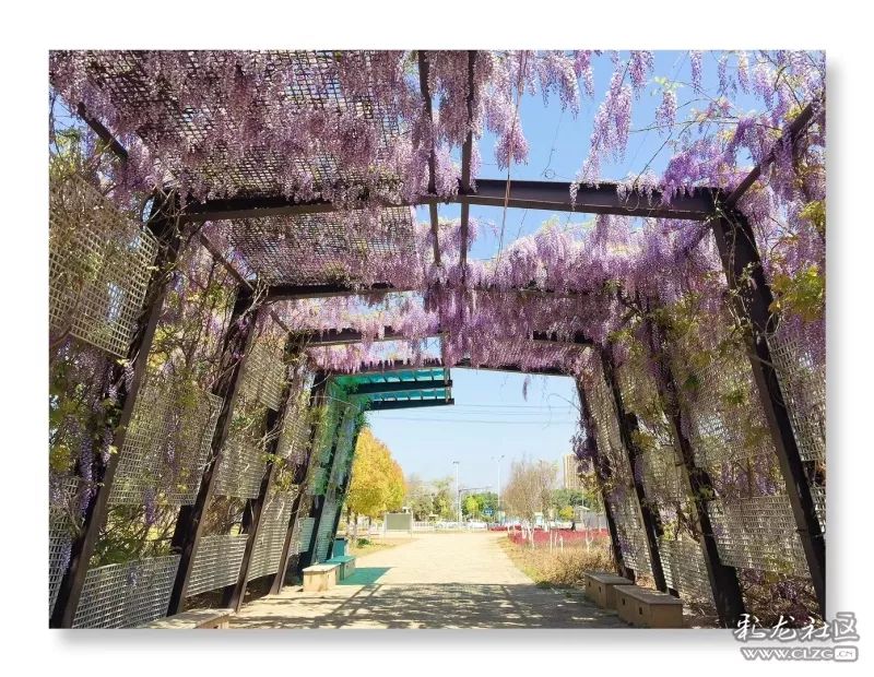 云南昆明花之都鲜花,昆明鲜花之都