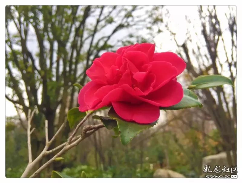 云南昆明花之都鲜花,昆明鲜花之都