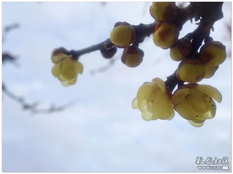 云南昆明花之都鲜花,昆明鲜花之都