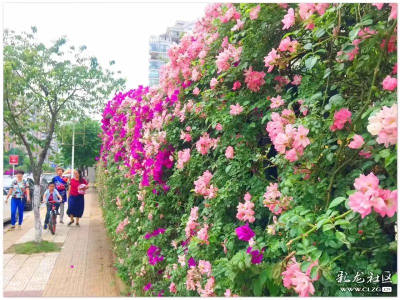 云南昆明花之都鲜花,昆明鲜花之都