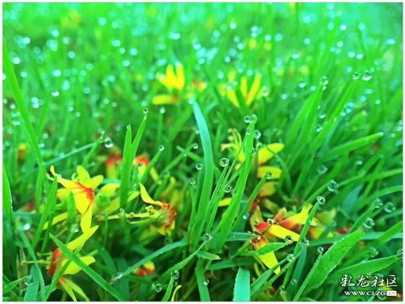 云南昆明花之都鲜花,昆明鲜花之都