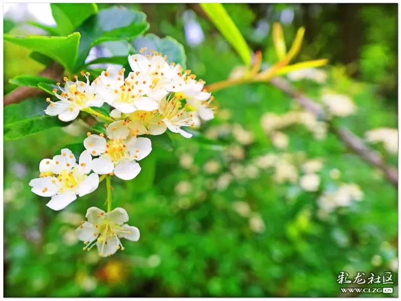 云南昆明花之都鲜花,昆明鲜花之都
