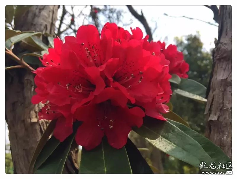 云南昆明花之都鲜花,昆明鲜花之都