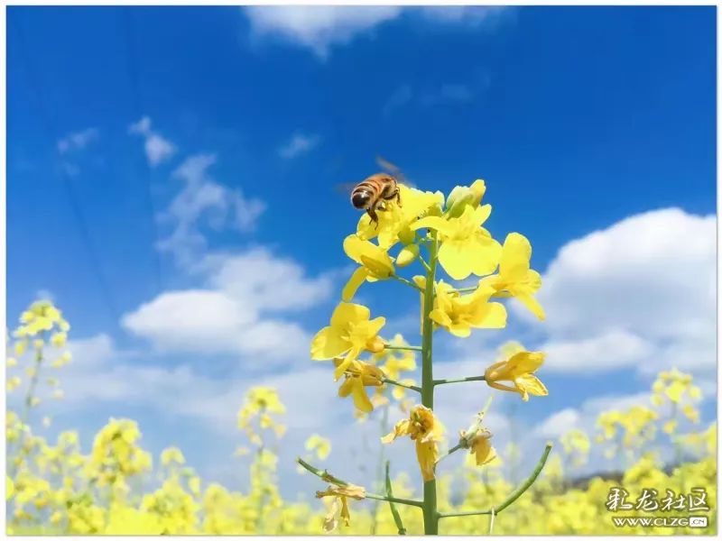云南昆明花之都鲜花,昆明鲜花之都
