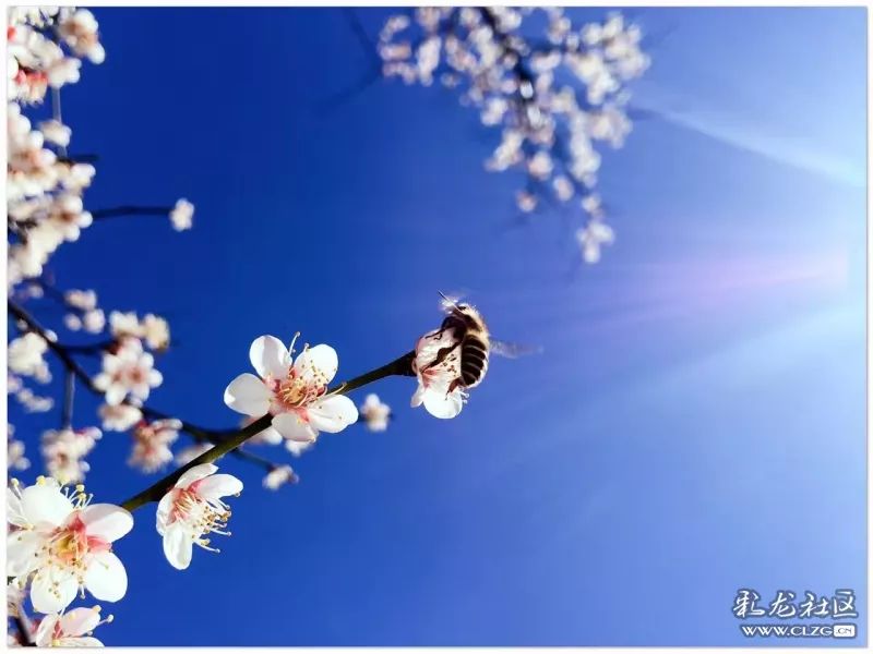 云南昆明花之都鲜花,昆明鲜花之都