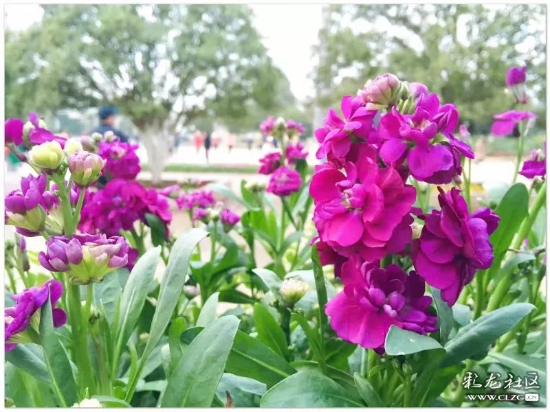 云南昆明花之都鲜花,昆明鲜花之都