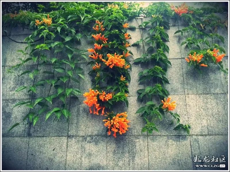 云南昆明花之都鲜花,昆明鲜花之都