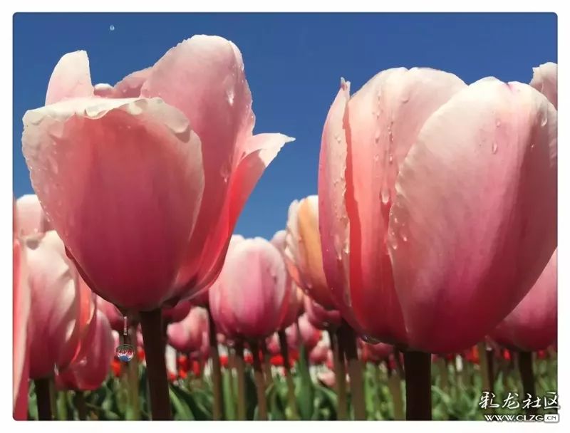 云南昆明花之都鲜花,昆明鲜花之都