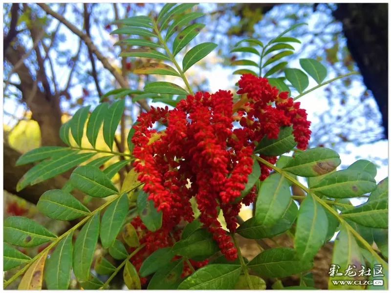 云南昆明花之都鲜花,昆明鲜花之都