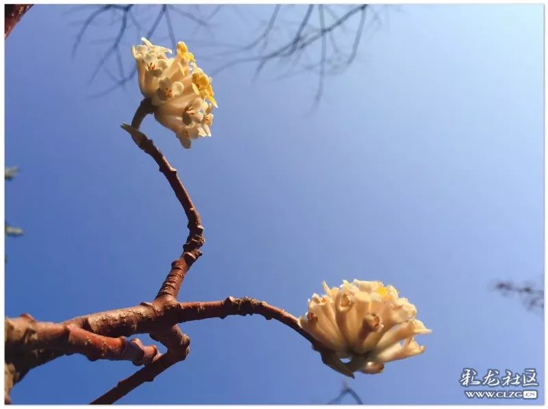 云南昆明花之都鲜花,昆明鲜花之都