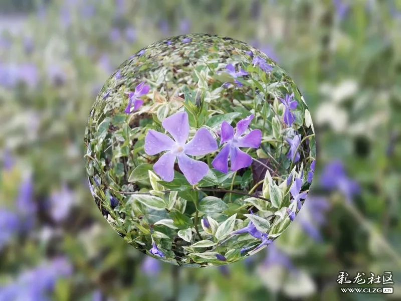 云南昆明花之都鲜花,昆明鲜花之都