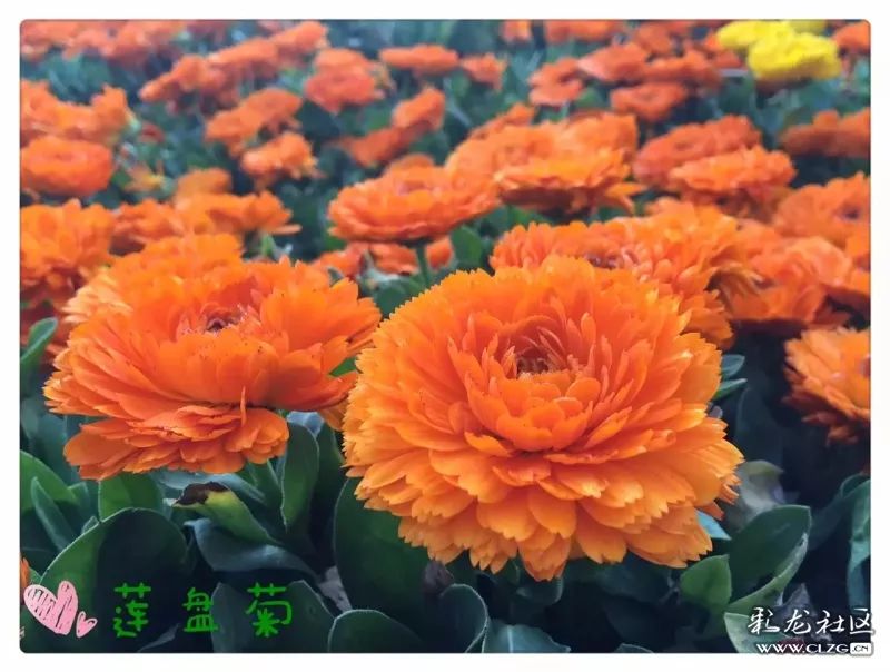 云南昆明花之都鲜花,昆明鲜花之都