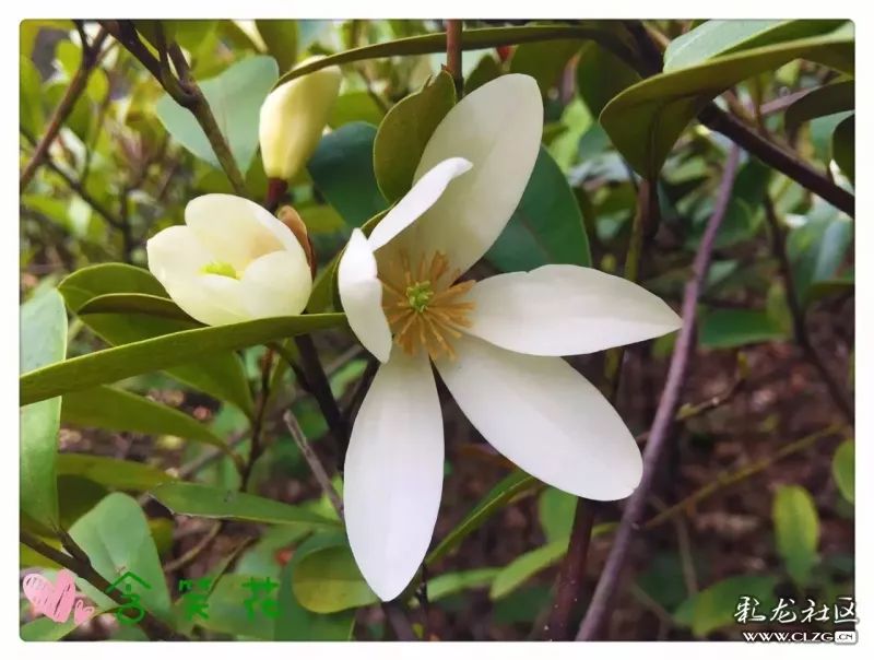 云南昆明花之都鲜花,昆明鲜花之都