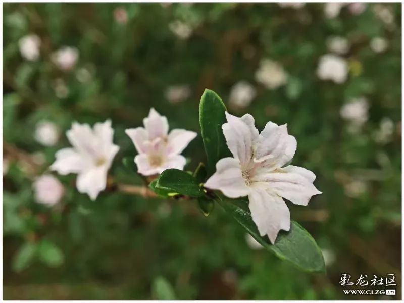 云南昆明花之都鲜花,昆明鲜花之都