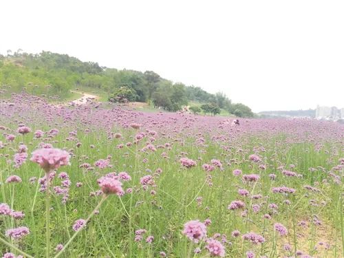 南宁龟山滨江公园,南宁邕江大桥网红打卡地点