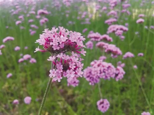 南宁龟山滨江公园,南宁邕江大桥网红打卡地点