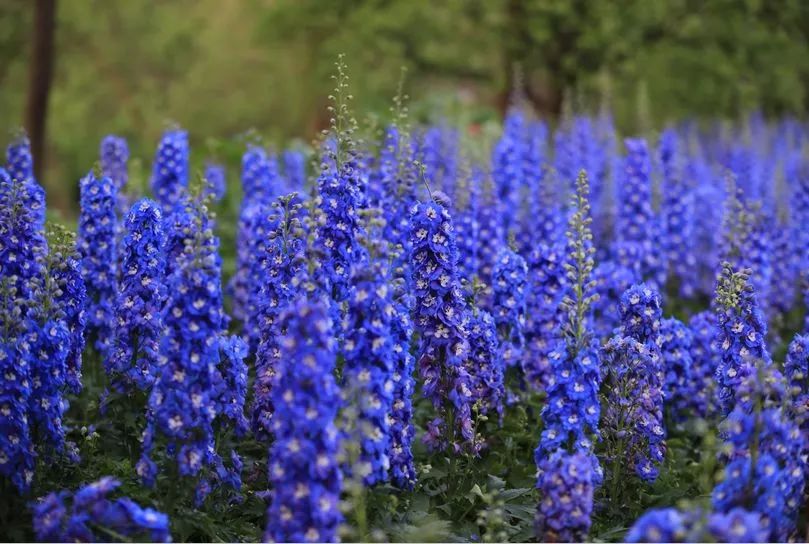 丝巾准备好了吗？杭州残暴的花海等你们摆起五星