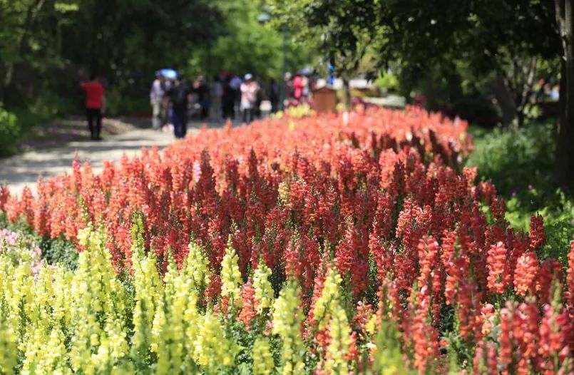 丝巾准备好了吗？杭州残暴的花海等你们摆起五星