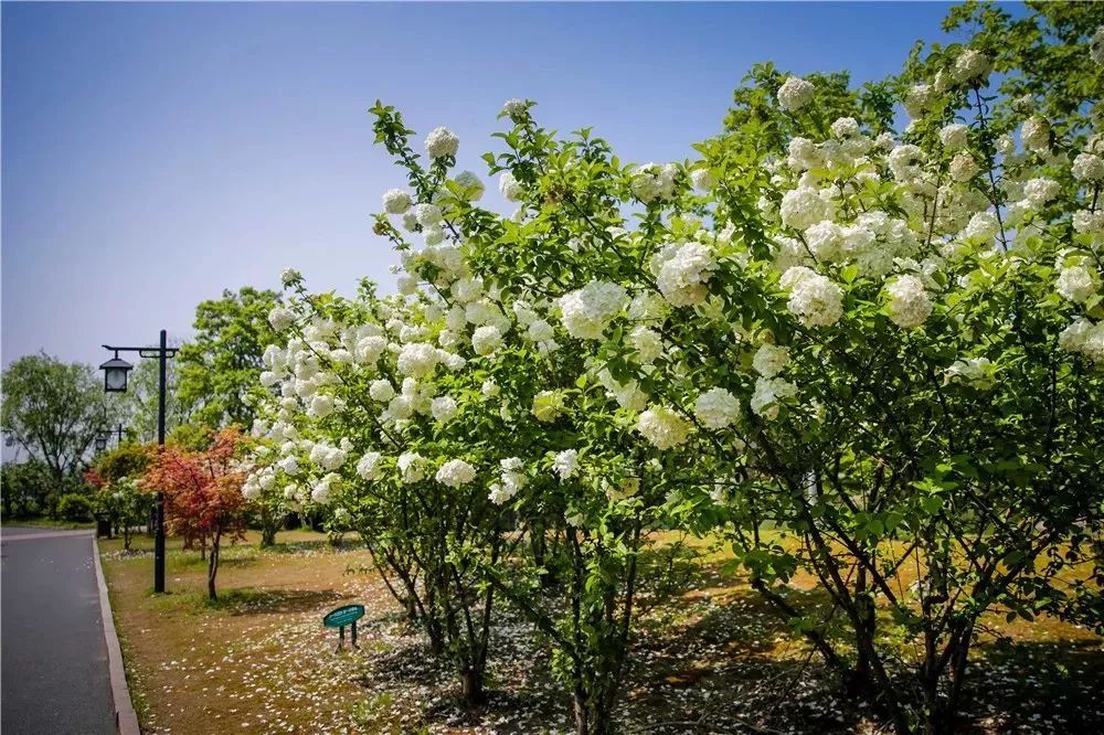 丝巾准备好了吗？杭州残暴的花海等你们摆起五星