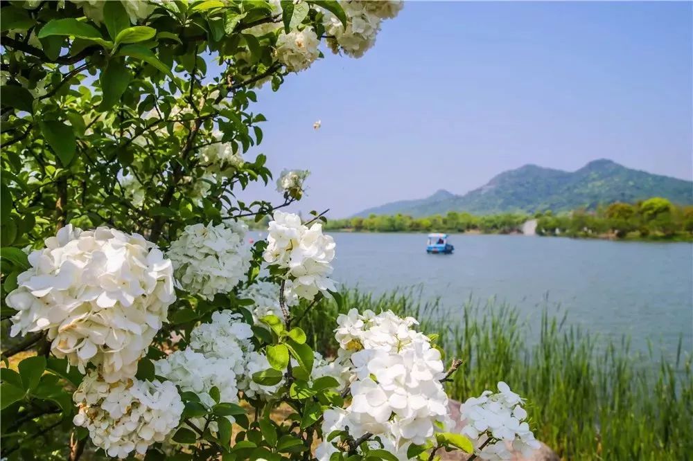 丝巾准备好了吗？杭州残暴的花海等你们摆起五星