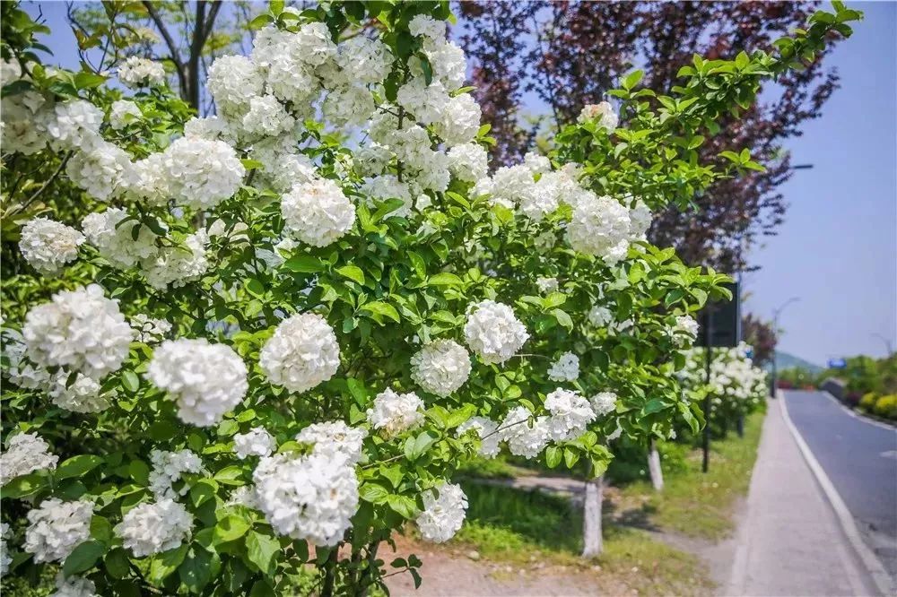 丝巾准备好了吗？杭州残暴的花海等你们摆起五星
