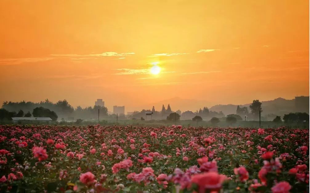丝巾准备好了吗？杭州残暴的花海等你们摆起五星
