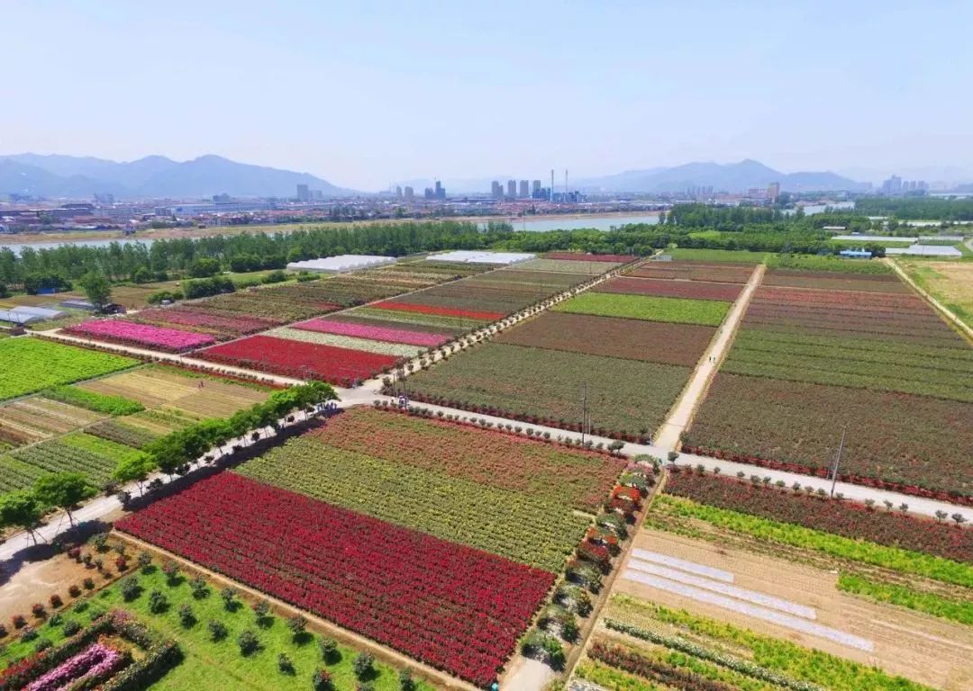 丝巾准备好了吗？杭州残暴的花海等你们摆起五星